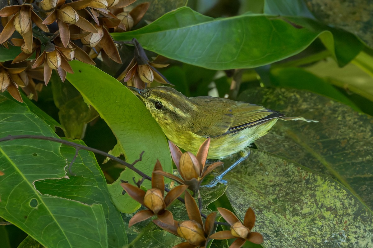 Lompobattang Leaf Warbler - ML645071741