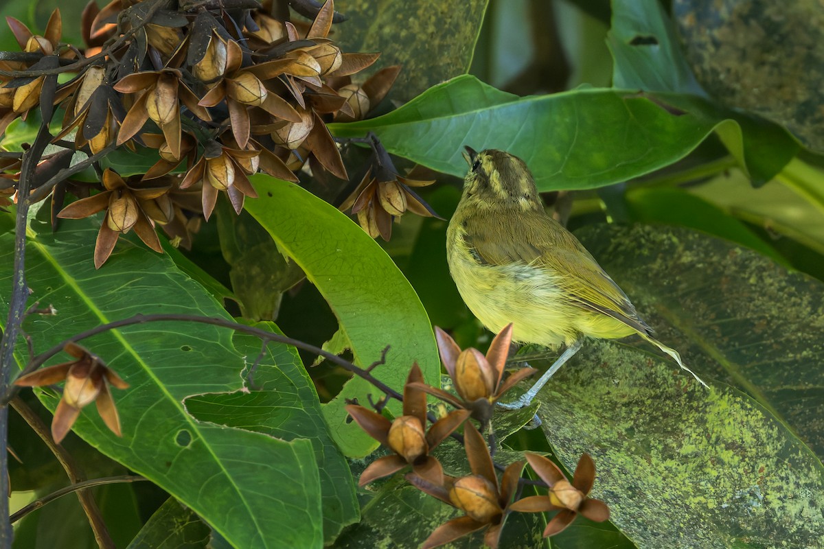 Lompobattang Leaf Warbler - ML645071742