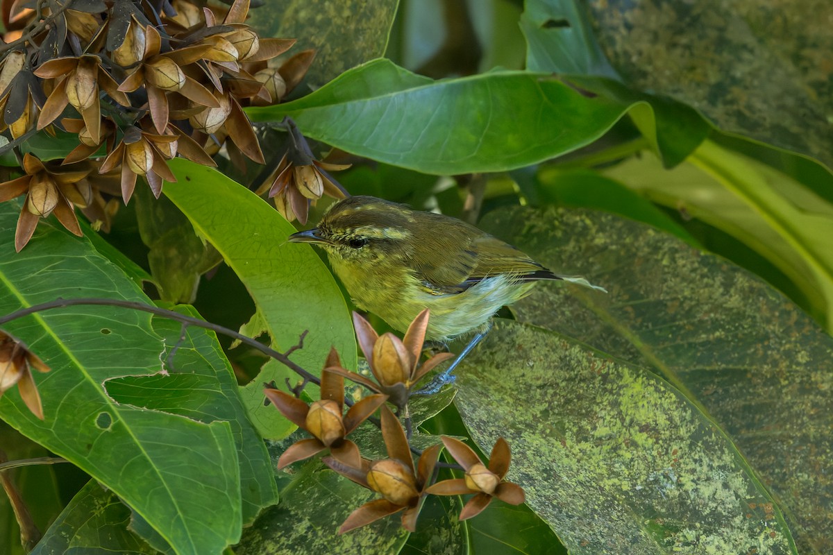 Lompobattang Leaf Warbler - ML645071743