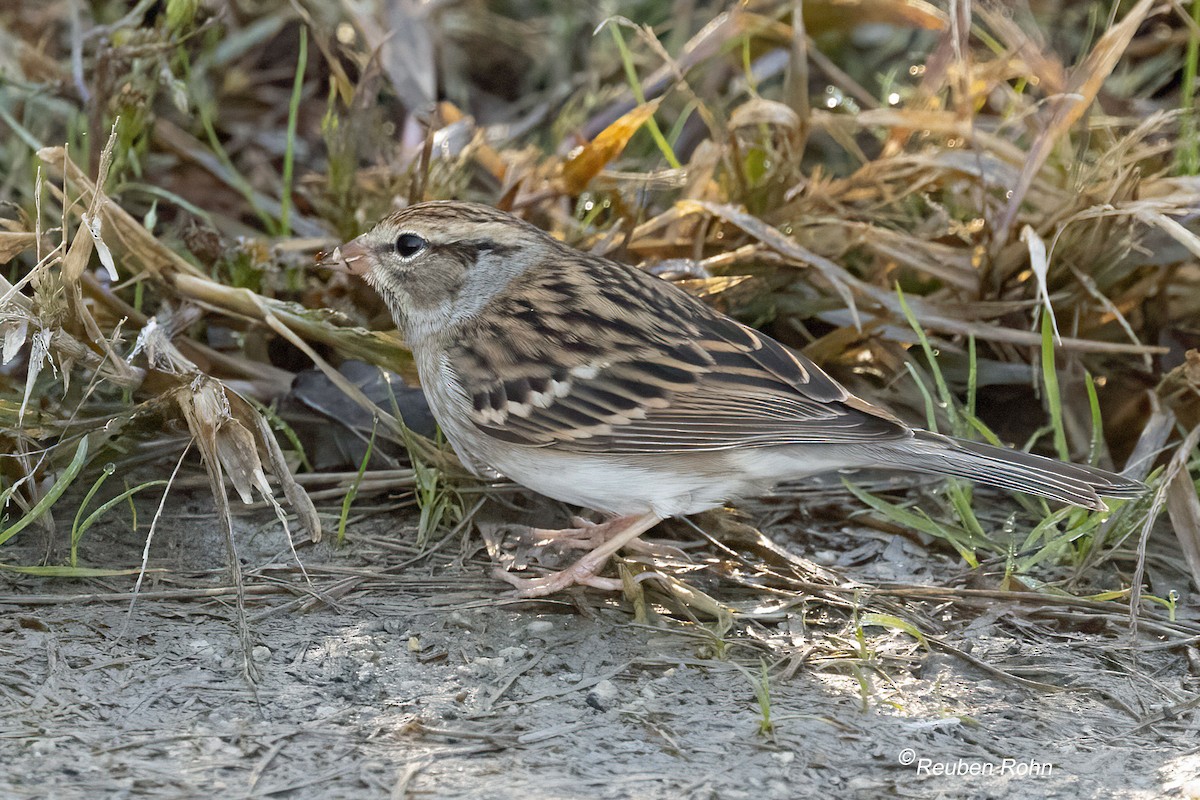 Chipping Sparrow - ML645071746