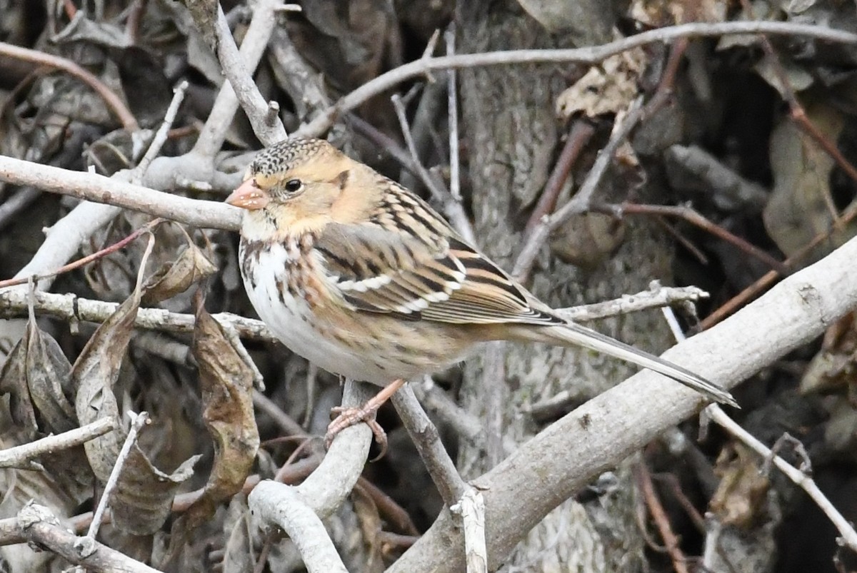 Harris's Sparrow - ML645071749