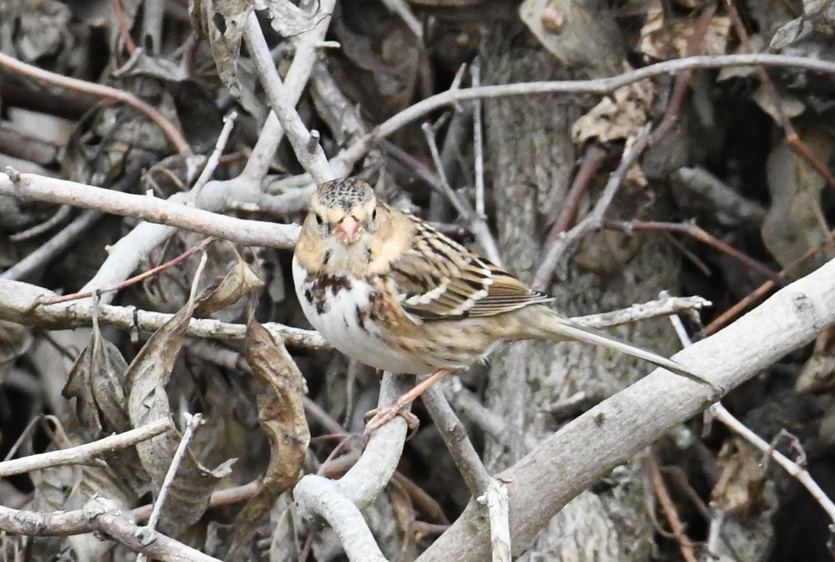 Harris's Sparrow - ML645071750