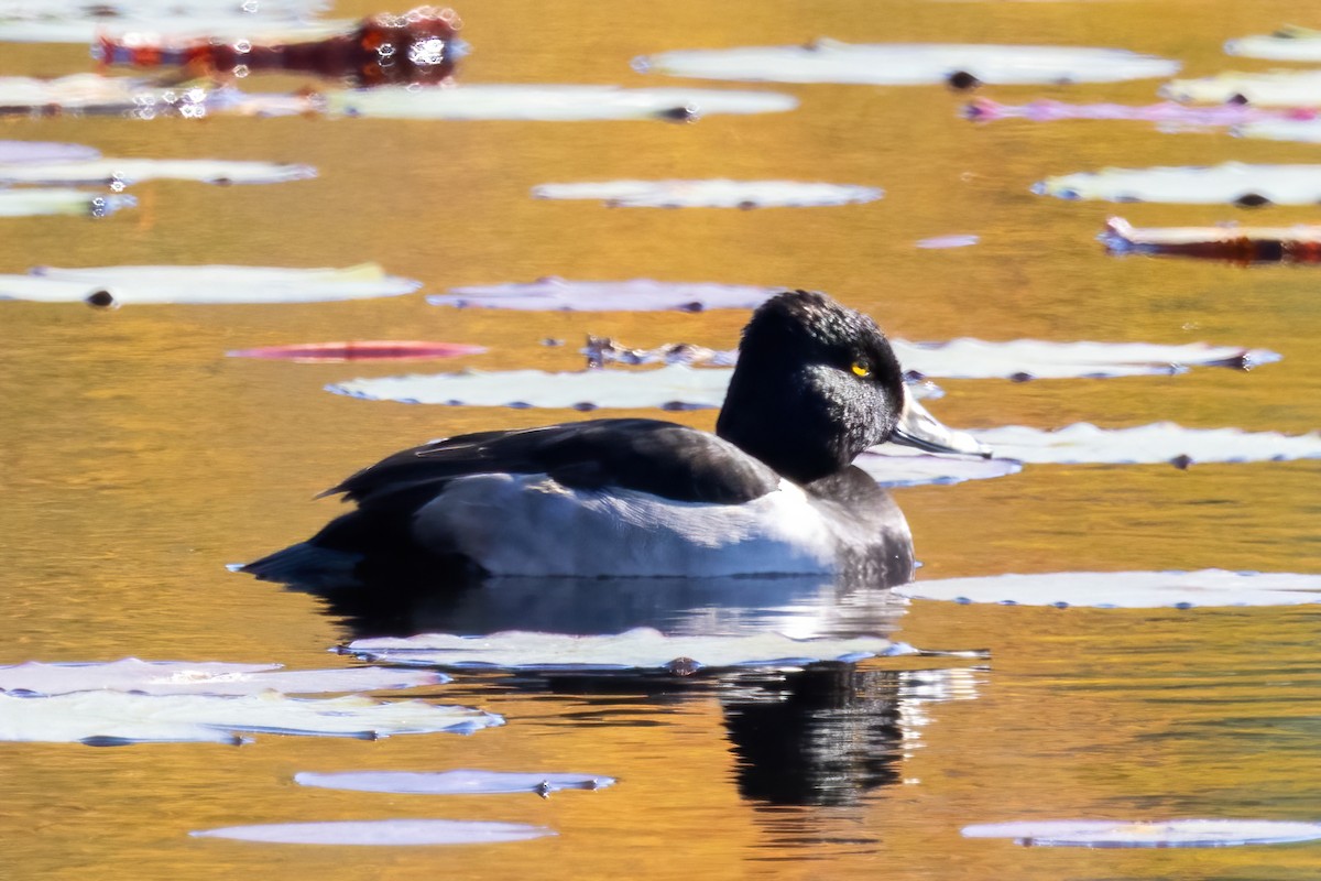 Ring-necked Duck - ML645071751