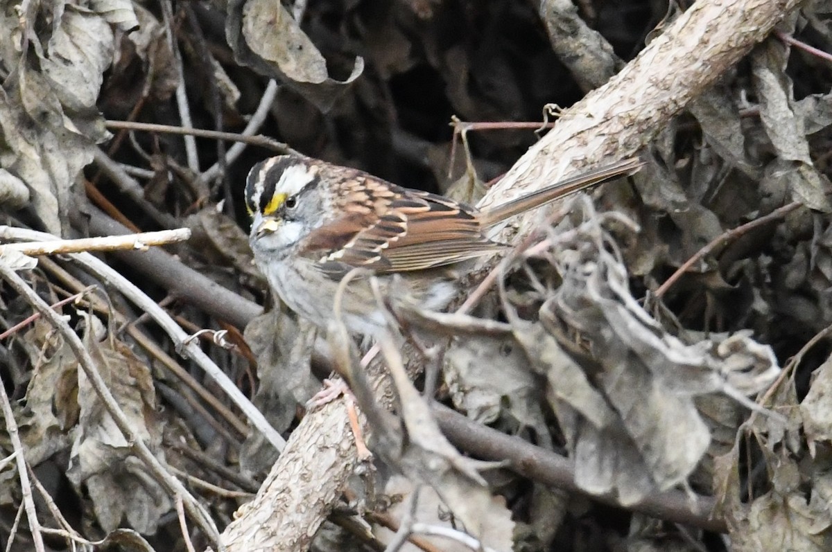 White-throated Sparrow - ML645071764