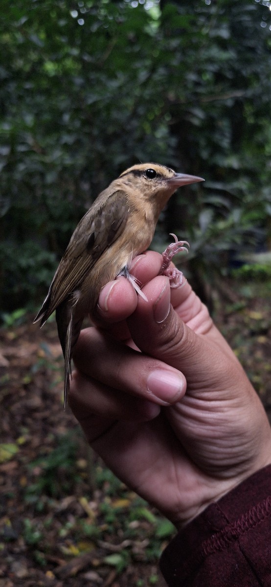 Worm-eating Warbler - ML645071765