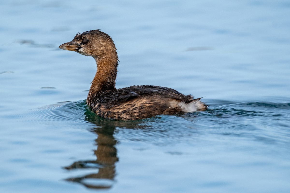 Pied-billed Grebe - ML645071795