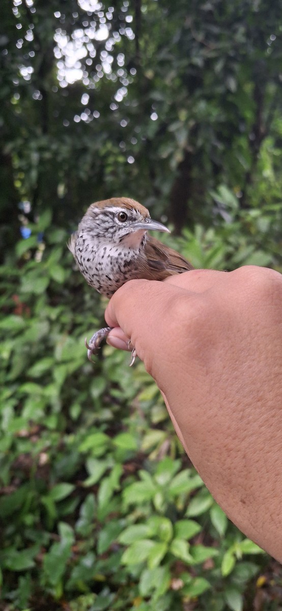 Spot-breasted Wren - ML645071796