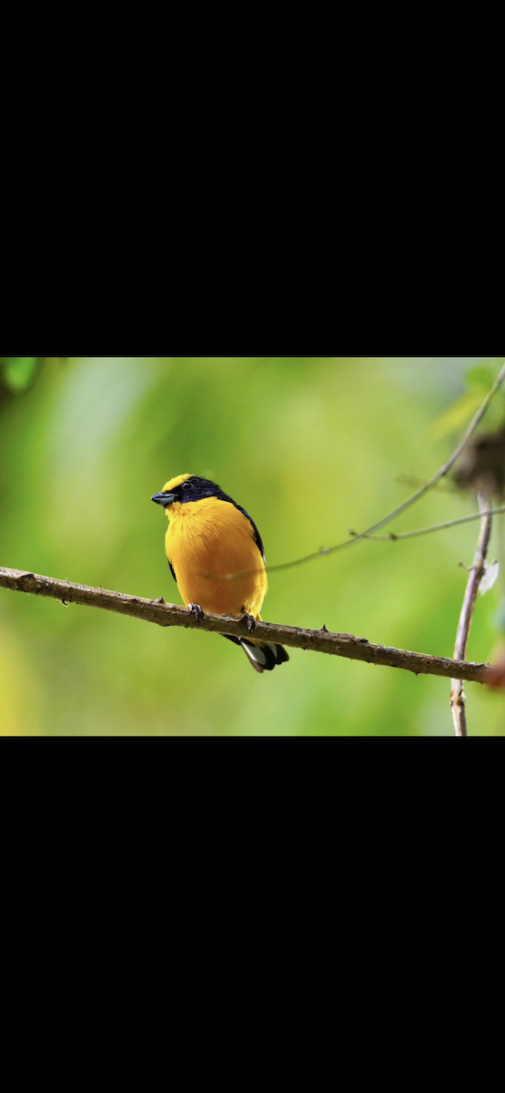 Thick-billed Euphonia - ML645071815