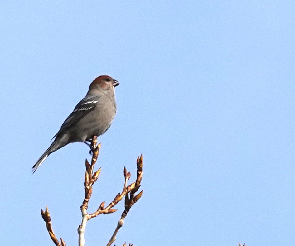 hýl křivčí - ML645071816