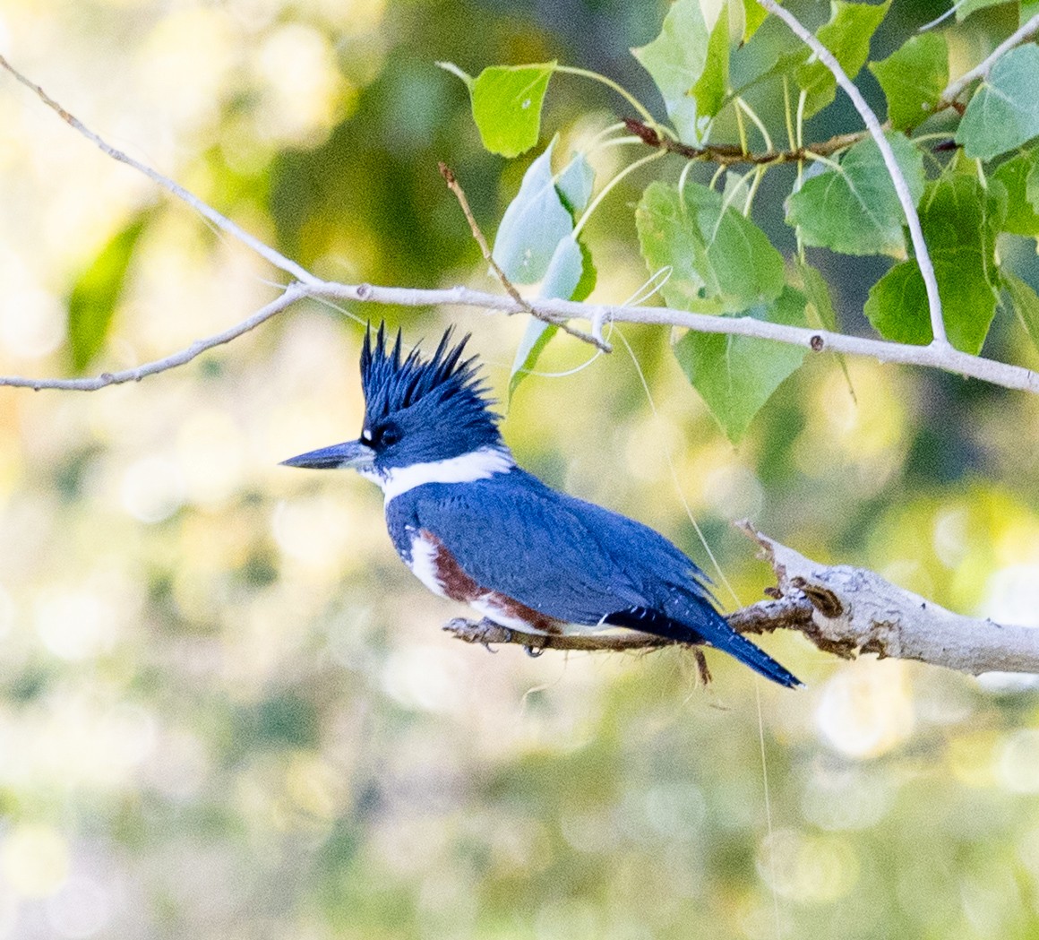 שלדג אמריקני - ML645071817