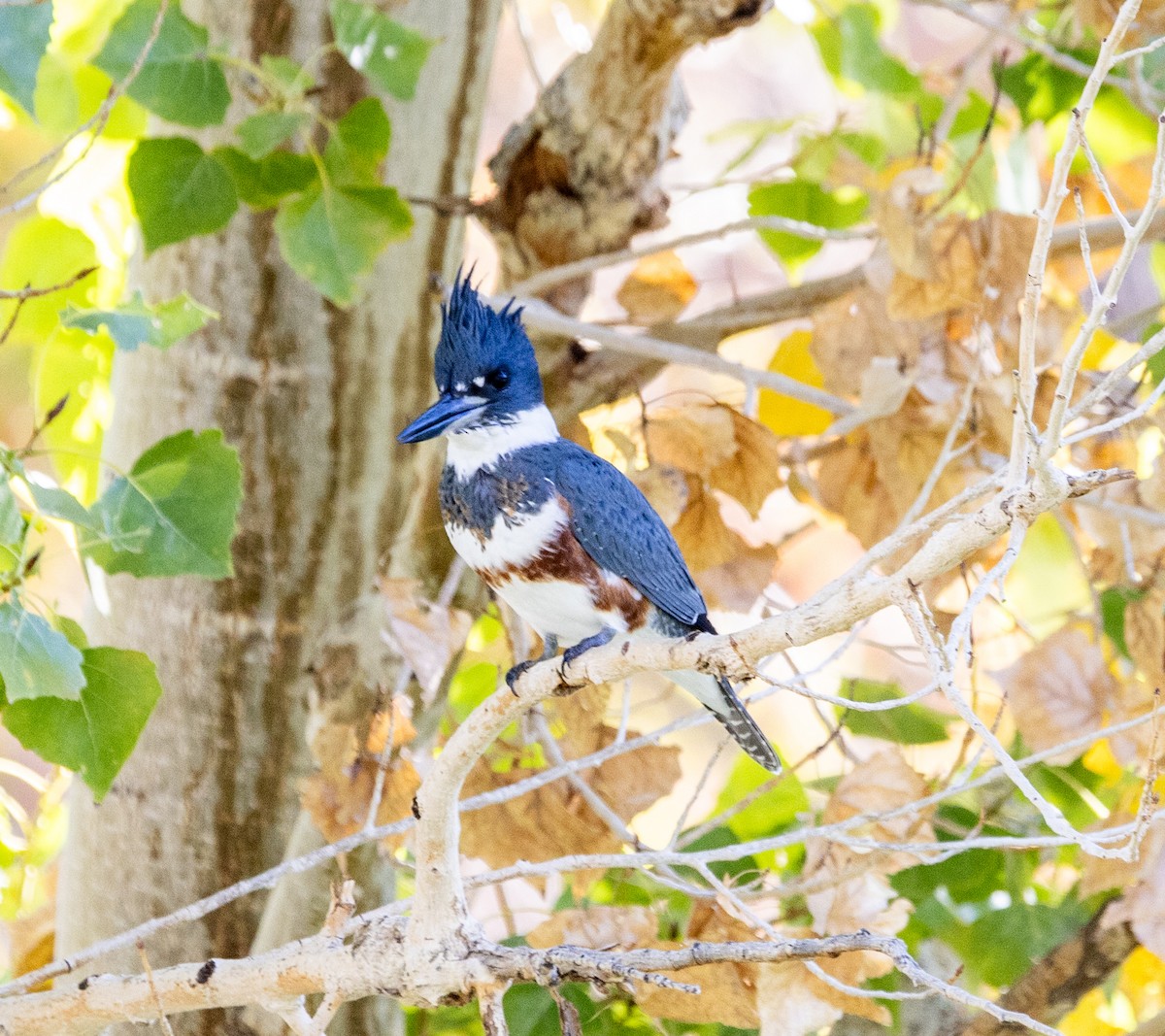 שלדג אמריקני - ML645071818
