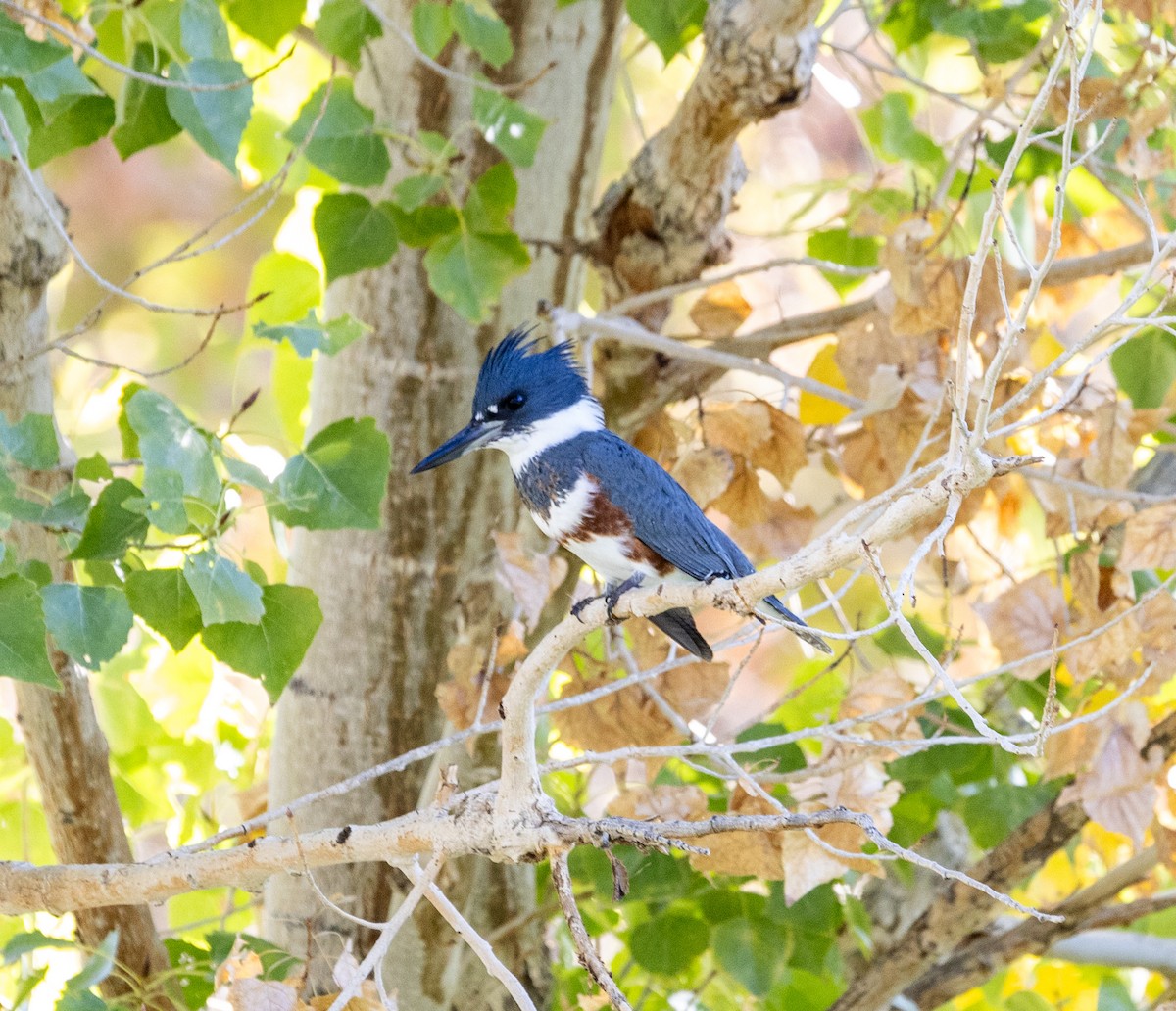 שלדג אמריקני - ML645071819