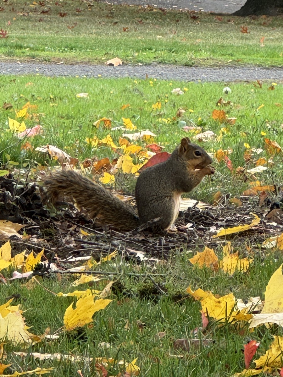 Western Fox Squirrel - ML645071821