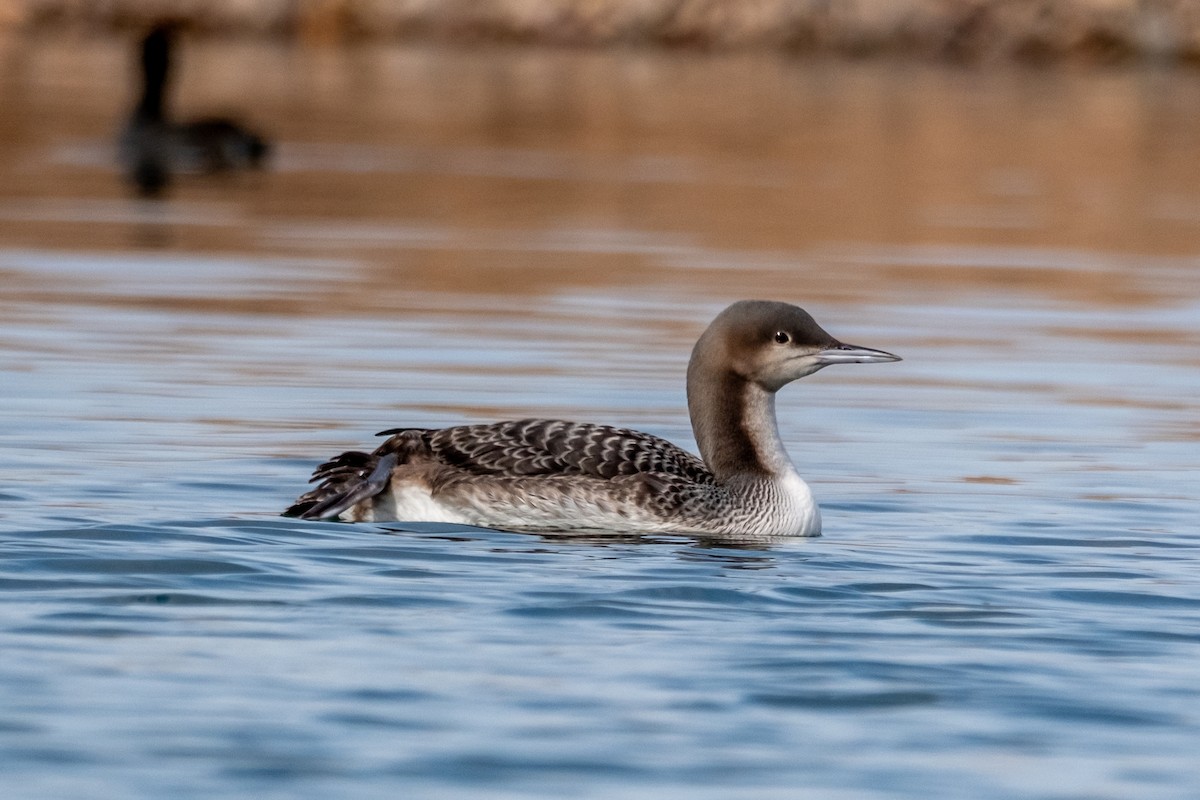 Pacific Loon - ML645071823