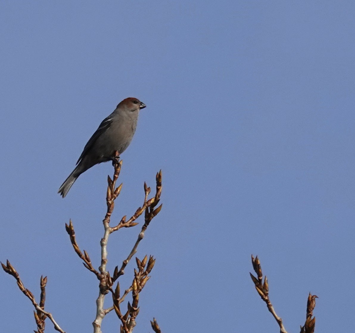 hýl křivčí - ML645071825