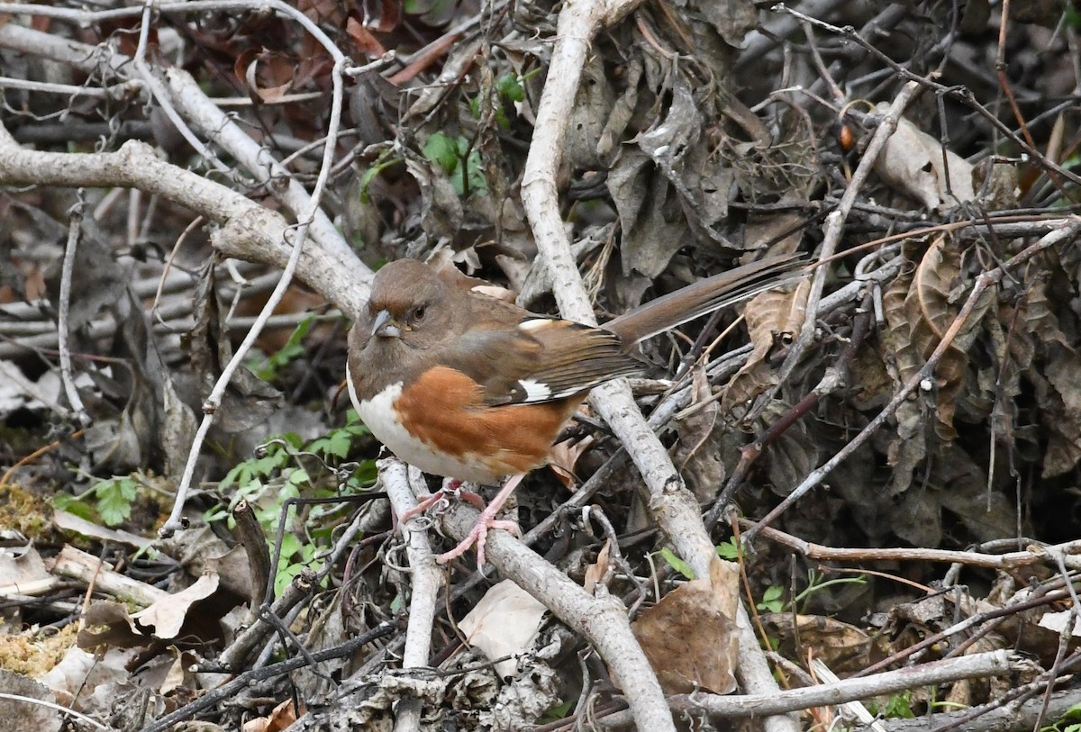 Eastern Towhee - ML645071828