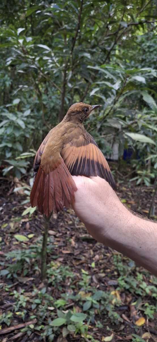 Hellschwingen-Baumsteiger - ML645071829