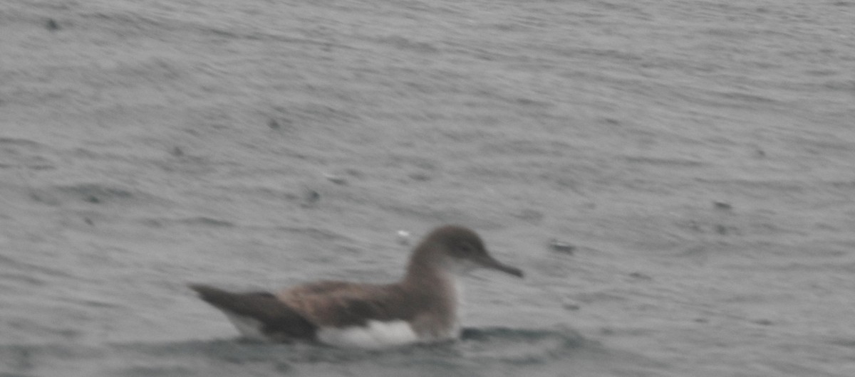 Fluttering Shearwater - ML645071835