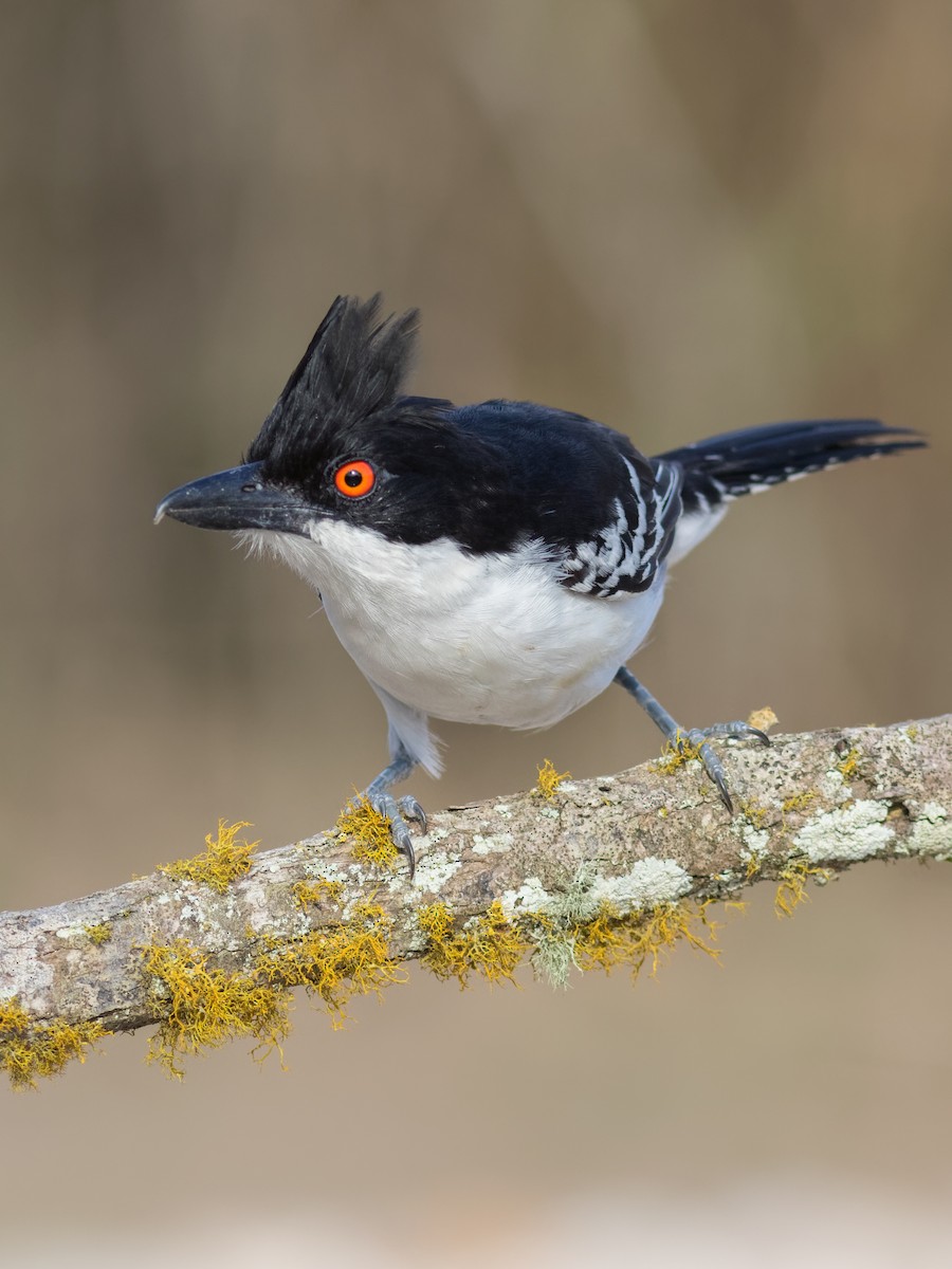Great Antshrike - ML645071849