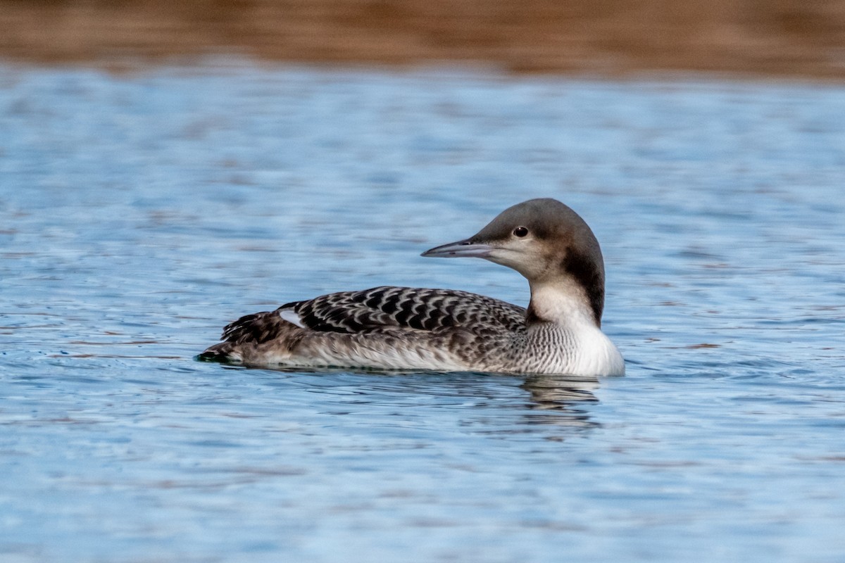Pacific Loon - ML645071850