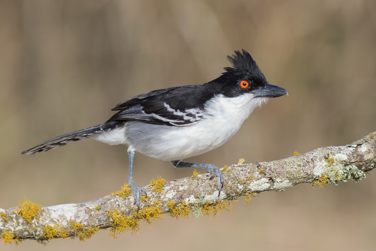 Great Antshrike - ML645071853