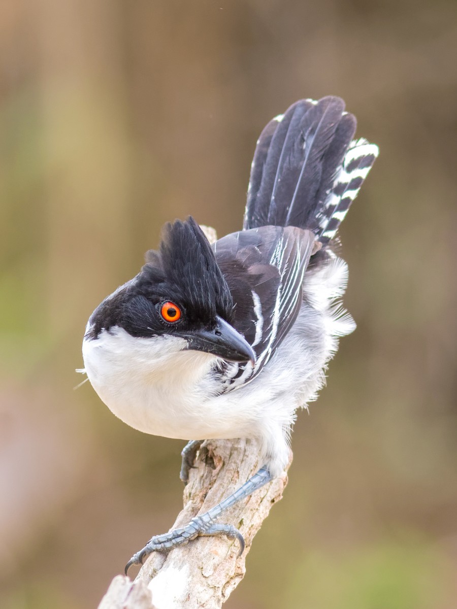 Great Antshrike - ML645071859