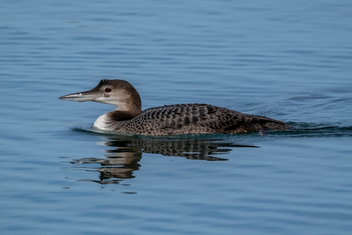 Common Loon - ML645071866