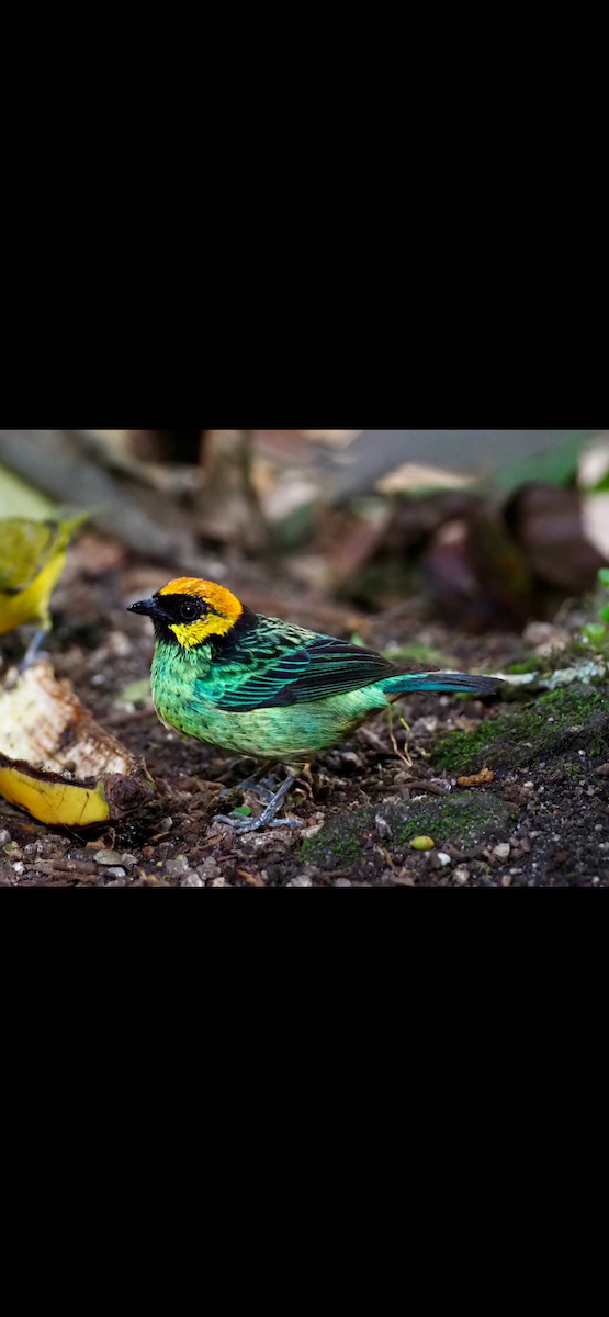 Saffron-crowned Tanager - ML645071869