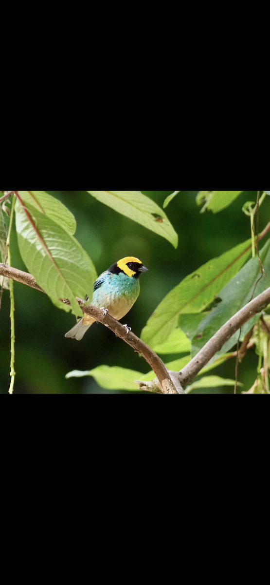 Saffron-crowned Tanager - ML645071870