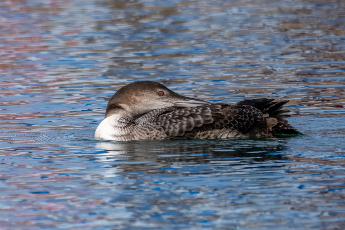 Common Loon - ML645071876
