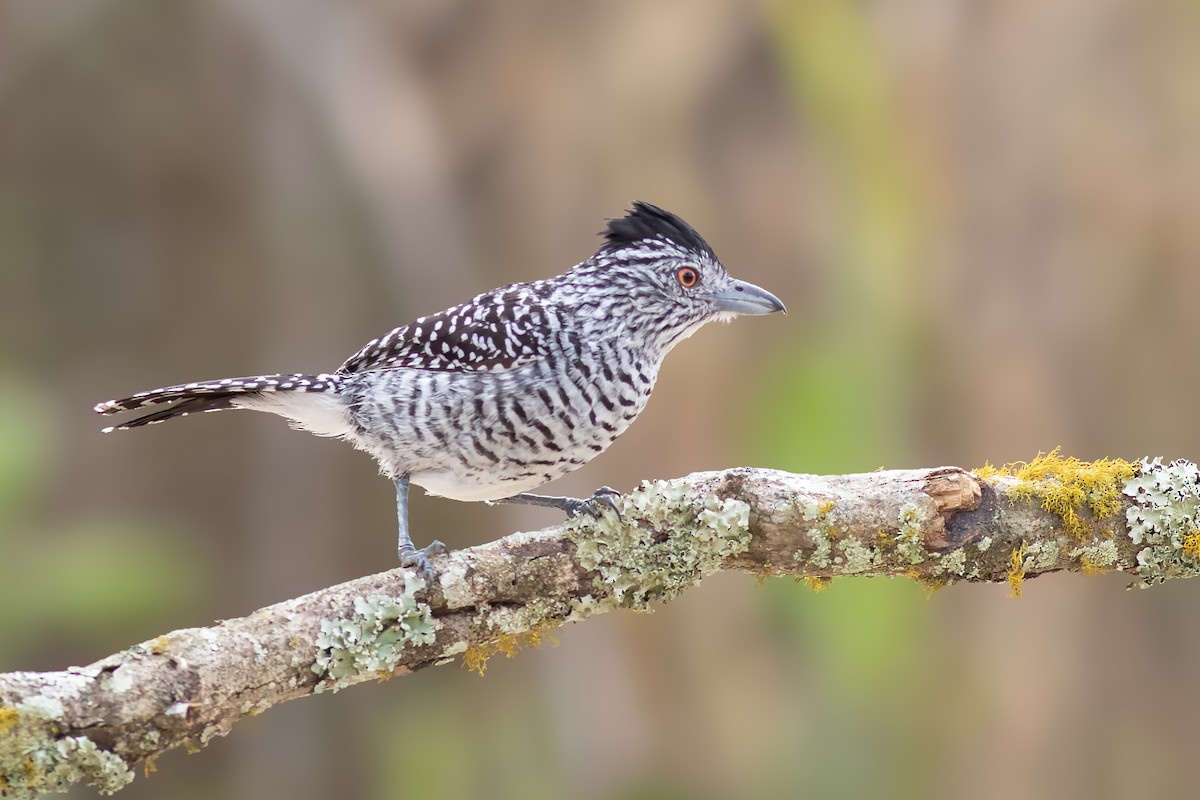Batará Barrado (capistratus) - ML645071877