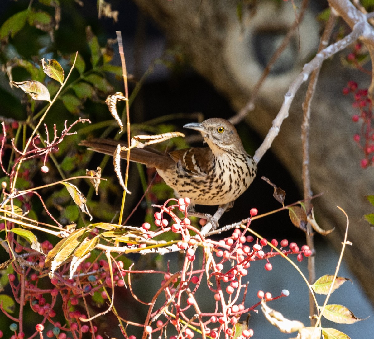 דשוש חום - ML645071882