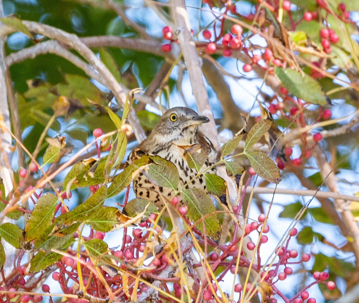 דשוש חום - ML645071883