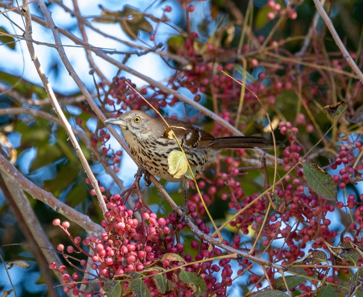 דשוש חום - ML645071884