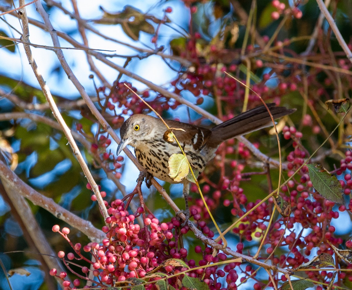 דשוש חום - ML645071885