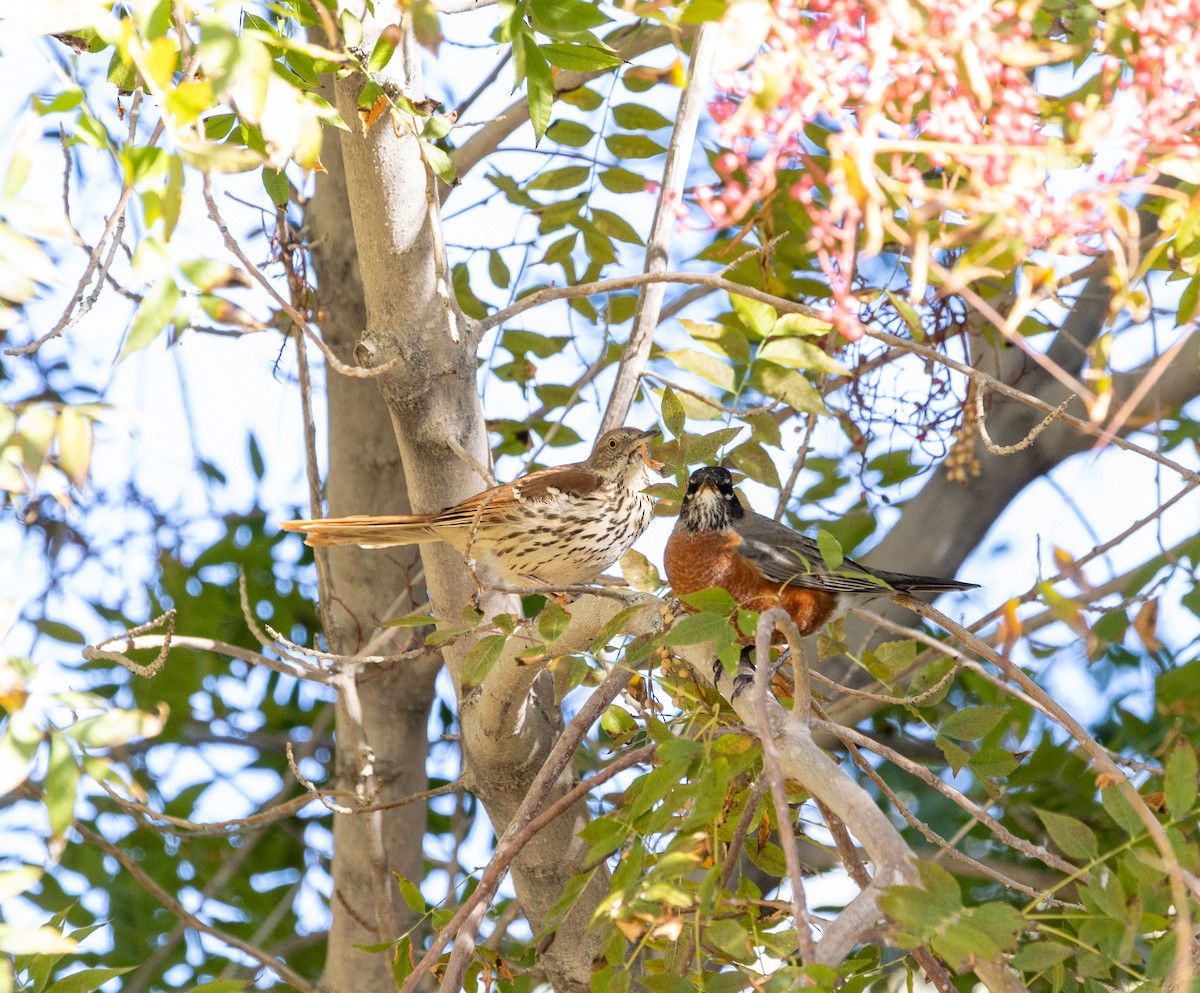 דשוש חום - ML645071886