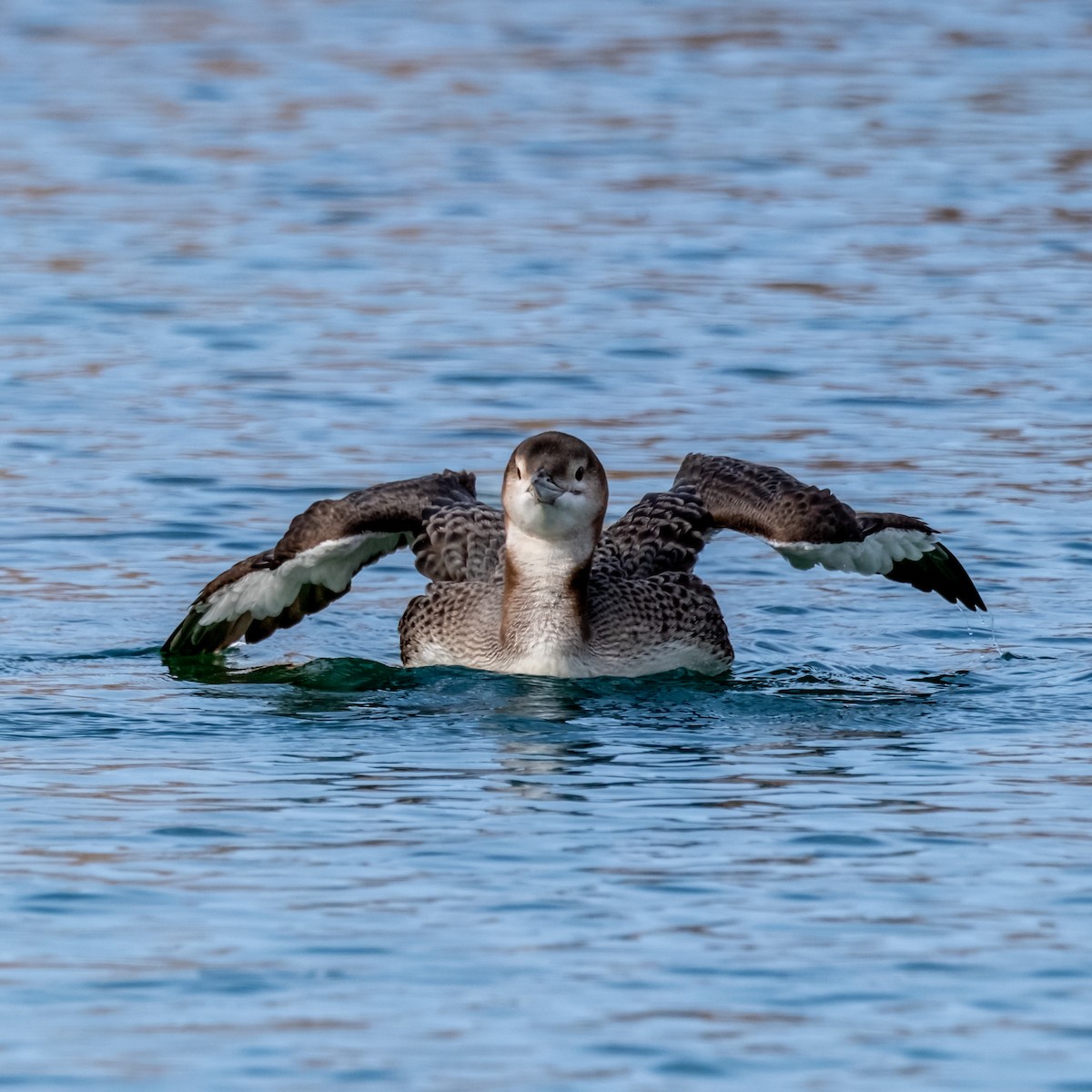 Common Loon - ML645071890
