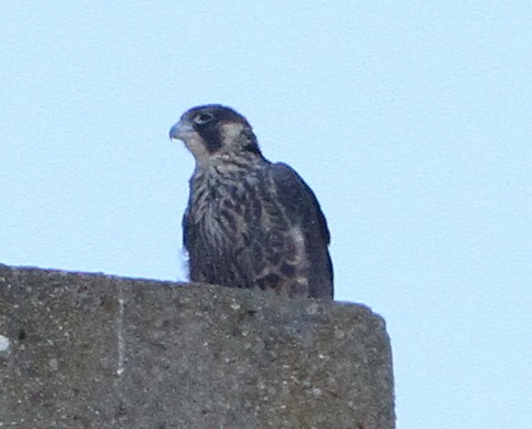 Peregrine Falcon - ML645071893