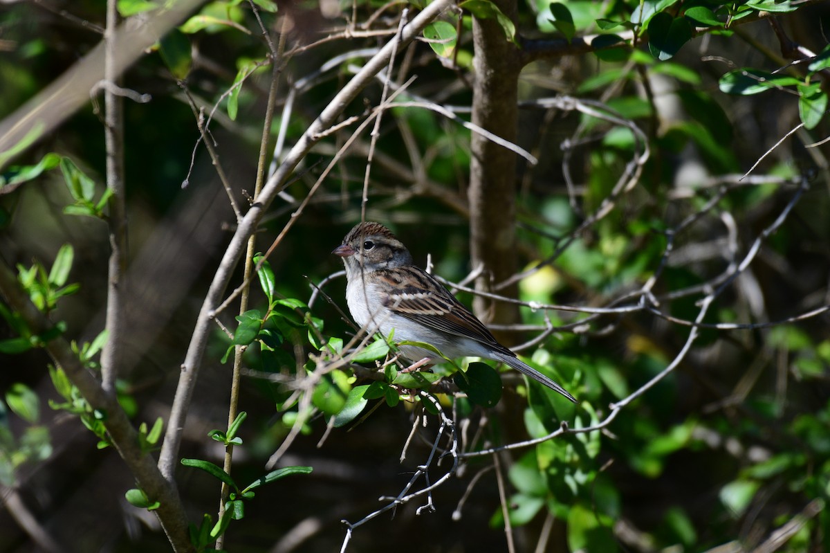 Chipping Sparrow - ML645071903