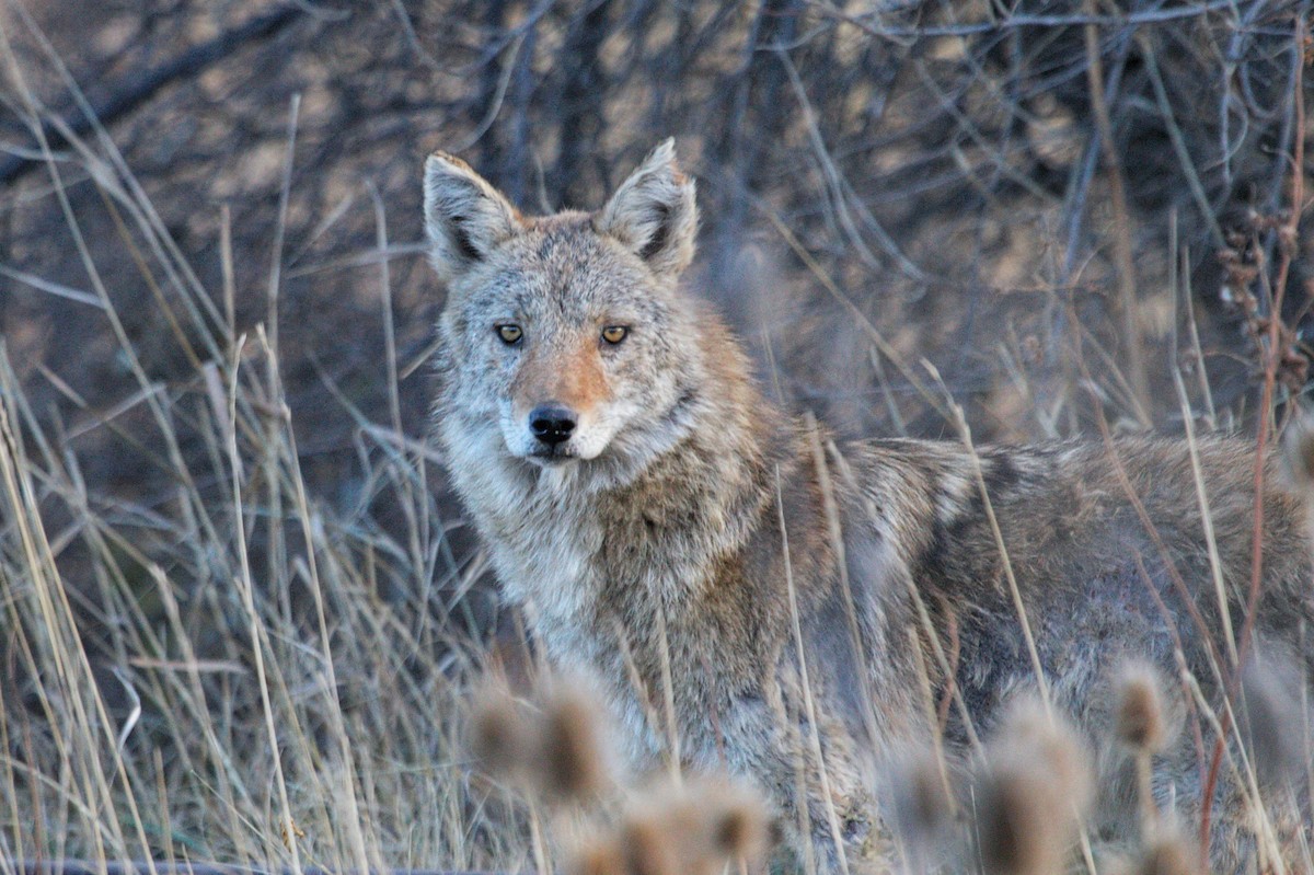 郊狼 - ML645071907