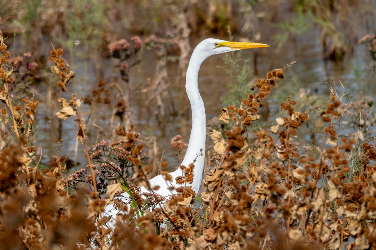 Цасч дэглий - ML645071910