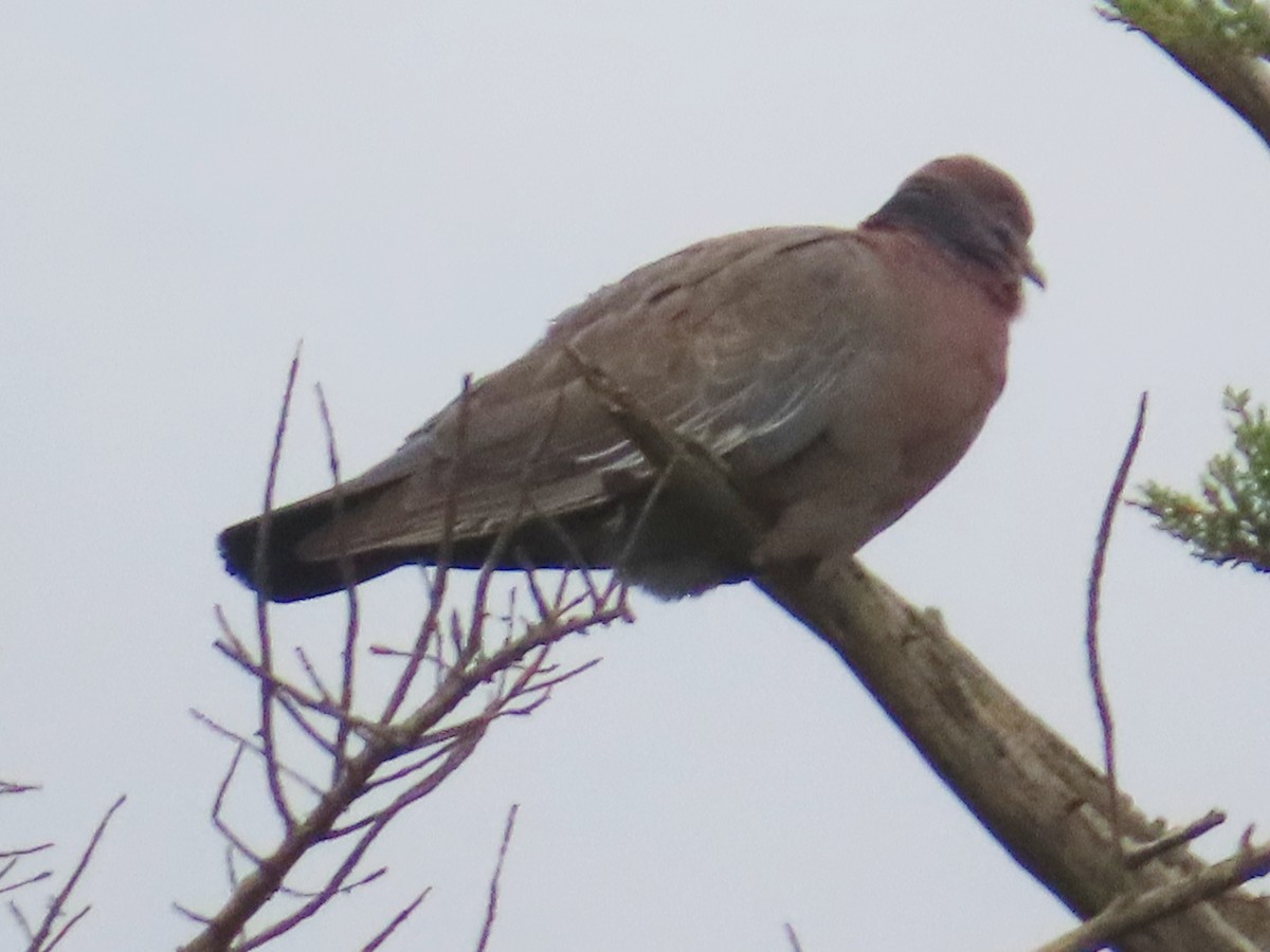 Pikazuro Güvercini - ML645071914