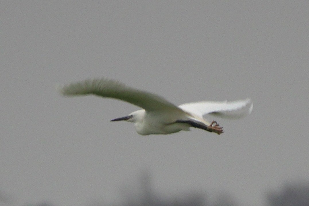 לבנית קטנה - ML645071915