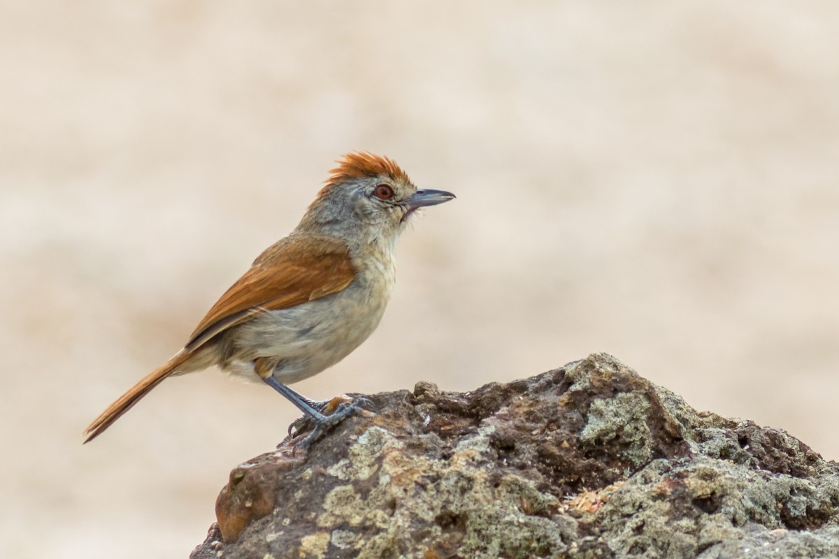 Rufous-winged Antshrike - ML645071923