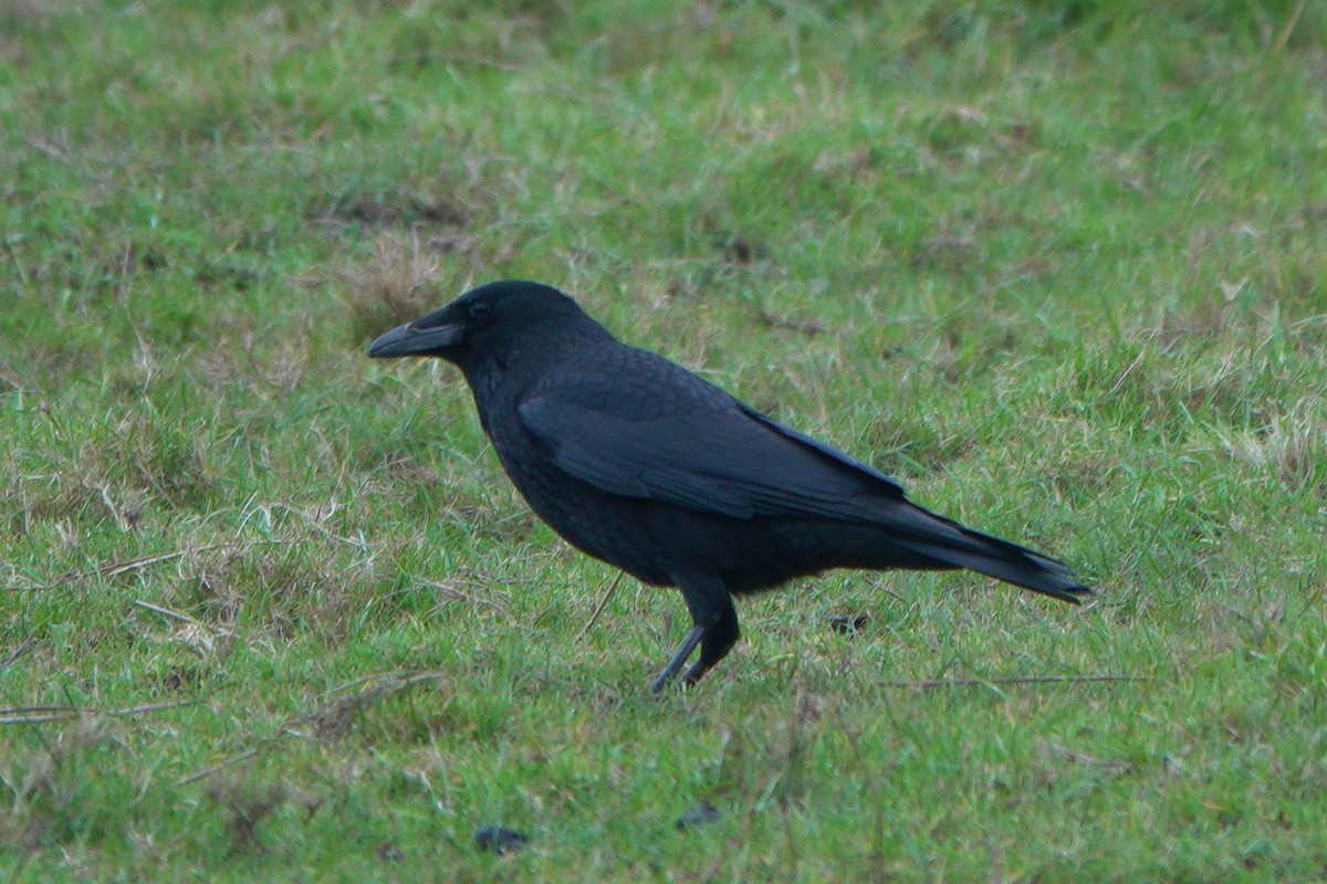 עורב אירופי - ML645071926