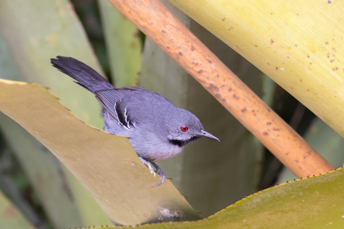 Slender Antbird - ML645071929