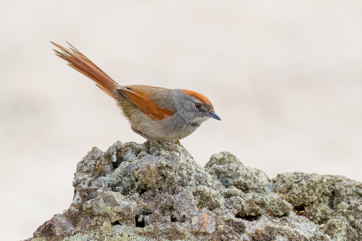 Sooty-fronted Spinetail - ML645071938