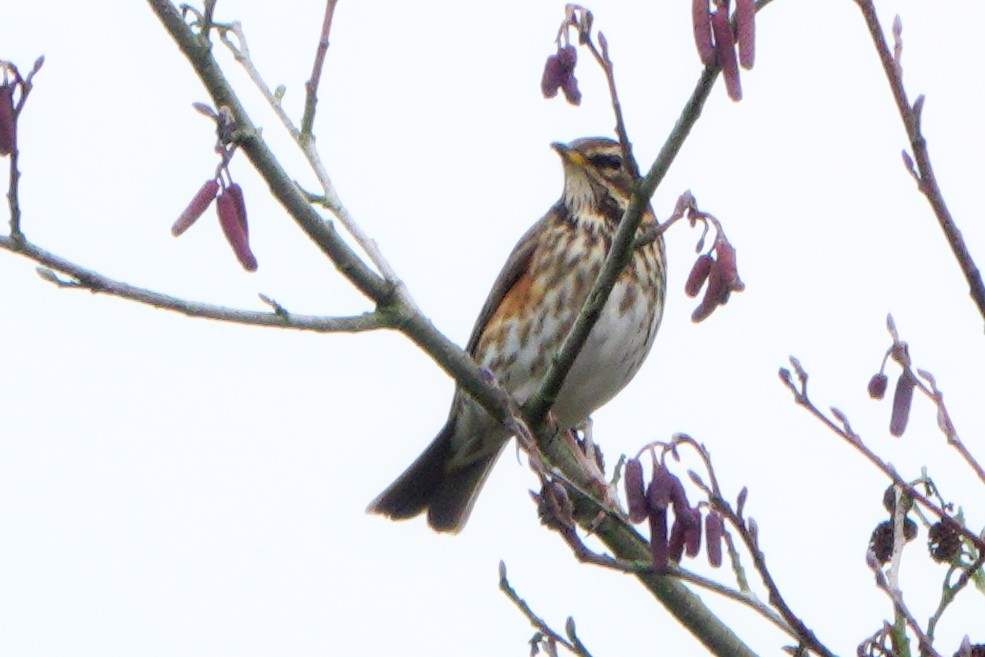 קיכלי לבן-גבה - ML645071940