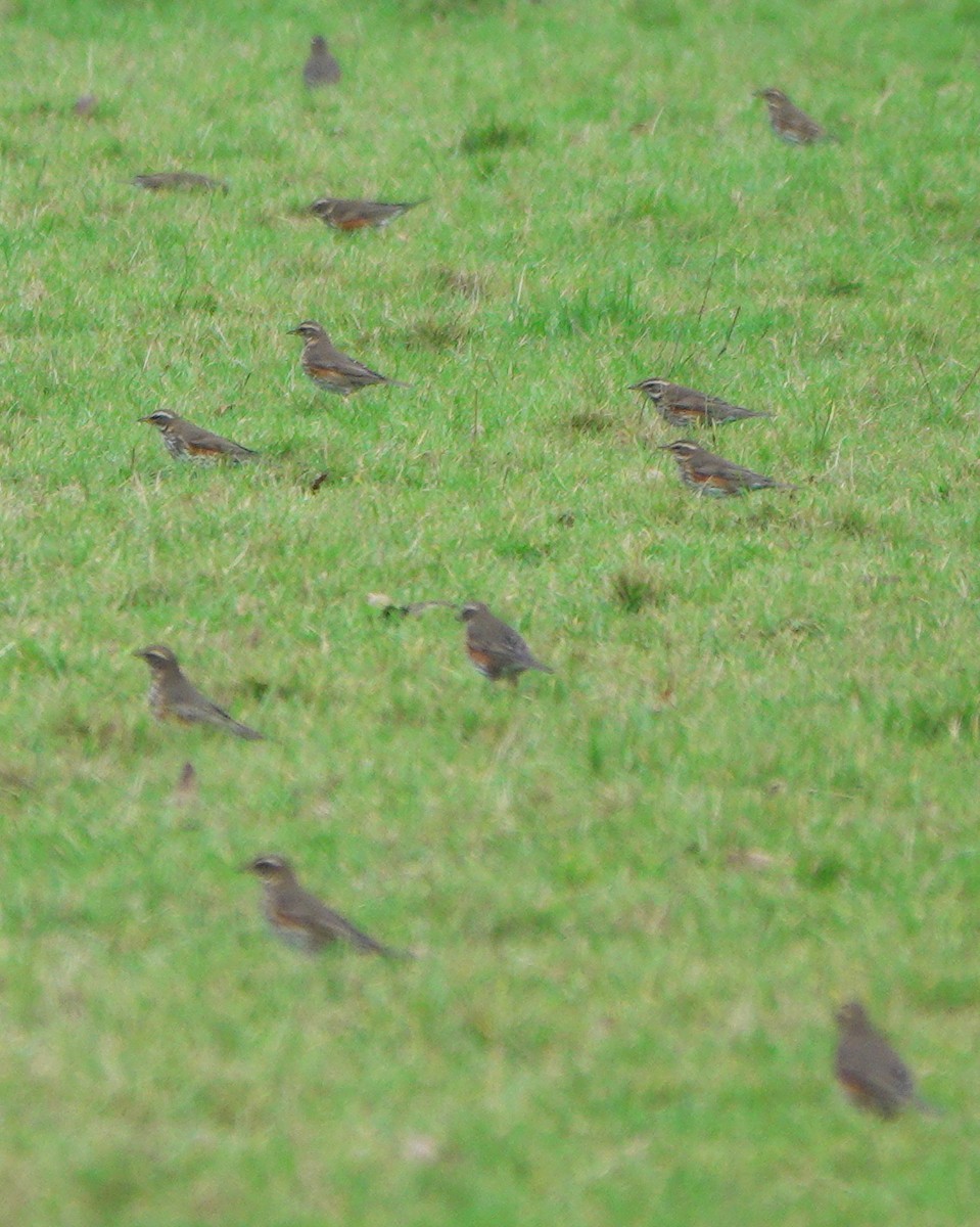 קיכלי לבן-גבה - ML645071942