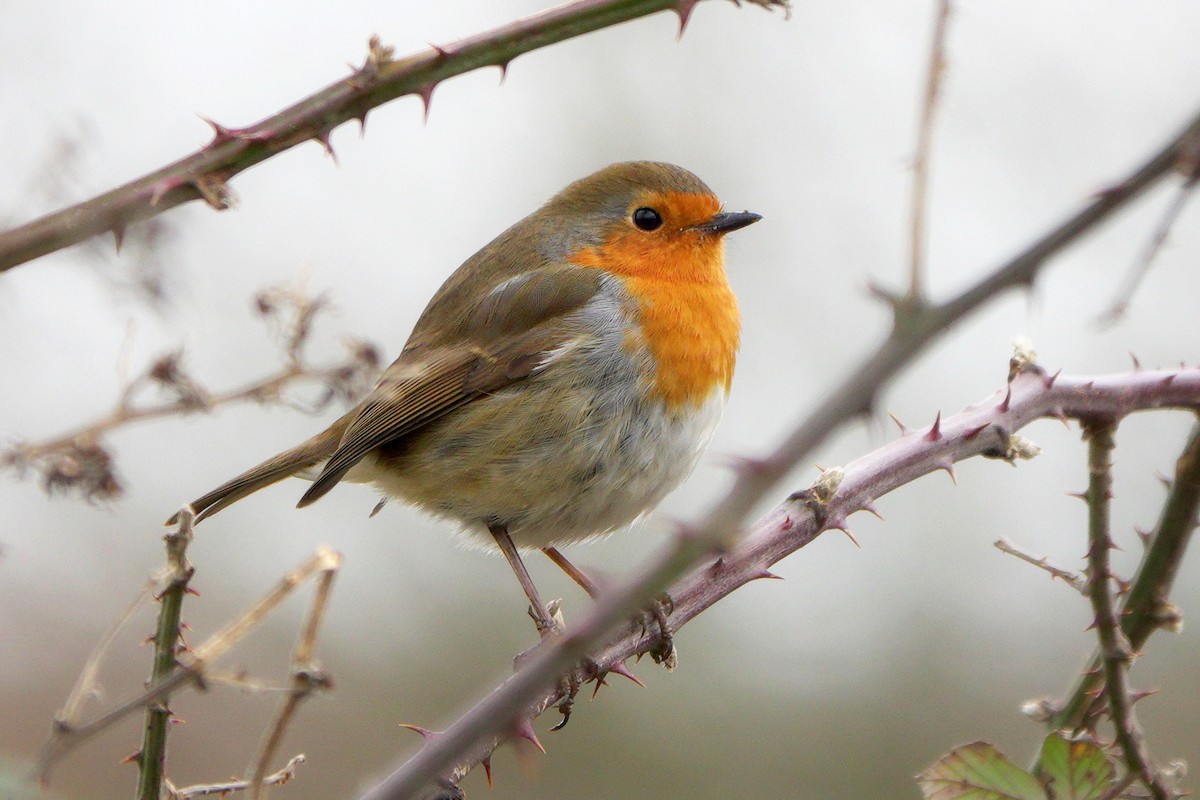 אדום חזה - ML645071950